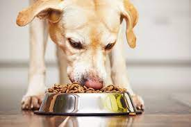 Balanced Canine Nutrition: The Role of Raw Meat for Dogs post thumbnail image