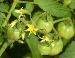 Tomato Flourishing: How to Increase Flowering for Better Yields post thumbnail image